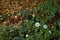 Late season daisies alongside brown fall leaves, creative nature background with copy space