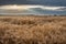 Late Season Dry Wheat Under a Dynamic Sky