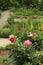 Late Season Peonies in Denver Botanic Gardens