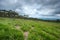 Late season of Siam Tulip fileld at Saithong National Park, Chaiyaphum, Thailand