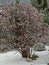 Late snow on an early blooming plant