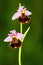 Late Spider-Orchid, Ophrys fuciflora