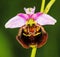 Late Spider-Orchid, Ophrys fuciflora