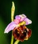 Late Spider-Orchid, Ophrys fuciflora