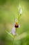 Late Spider Orchid (Ophrys holoserica subsp. holubyana)