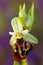 Late Spider Orchid, Ophrys holosericea, flowering European terrestrial wild orchid, nature habitat, detail of bloom, violetclear