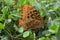 Late Spring in Arkansas: Closeup of Great Spangled Fritillary Butterfly