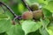 In late spring, green apricots are growing