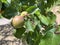 In late spring, green apricots are growing