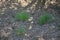 Late Spring in Nebraska: Juvenile Eastern Cottontail Rabbit Blending into the Ground Cover