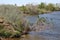 Late spring shoreline Condie lake windblown