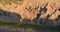 Late Spring in South Dakota: Bighorn Sheep at Pinnacles Overlook Along Loop Road in Badlands National Park