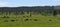 Late Spring in South Dakota: Buffalo Herd Near the Corrals Along the Custer State Park Wildlife Loop Road in the Black Hills