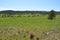 Late Spring in South Dakota: Buffalo Herd Scattered Not Far from the Corrals Along the Custer State Park Wildlife Loop Road in the