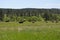 Late Spring in South Dakota: Custer State Park Buffalo Herd in the Black Hills