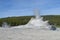 Late Spring in Yellowstone National Park: Castle Geyser Erupts as Tortoise Shell Spring Vents in Upper Geyser Basin