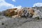 Late Spring in Yellowstone National Park: Cleopatra Terrace in the Lower Terraces Area of Mammoth Hot Springs