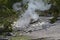 Late Spring in Yellowstone National Park: Forgotten Fumarole in the Back Basin Area of Norris Geyser Basin