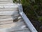 Late Spring in Yellowstone National Park: Least Chipmunk Foraging Under a Tree Along a Trail in the Norris Geyser Basin