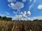 Late summer cornfield