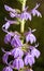 Late summer and fall blooming lavendar-blue flowers of Great Blue Lobelia