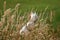 Late summer grass seed heads hide a Westie