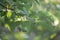 Late summer sun through unripe crap apples hanging on a branch