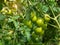 Late unripe green tomatoes grow in the garden in summer. Growing tomatoes as a business. Agriculture, close-up