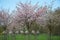 The late varieties of Japanese Sakura that grow in Europe