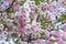 The late varieties of Japanese Sakura that grow in Europe