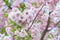 The late varieties of Japanese Sakura that grow in Europe