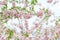 The late varieties of Japanese Sakura that grow in Europe