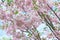 The late varieties of Japanese Sakura that grow in Europe