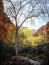 Late winter along the base of the Grand Canyon, on Angel`s Rest trail