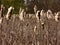 Late Winter Cattails