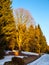 Late winter cross country skiing tracks. Rest of snow on sunny evening near Kristianov village, Jizera Mountains, Czech