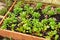 Late Winter Raised Bed with Bedding Plants