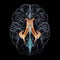 The lateral brain ventricles, 3D illustration