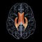 The lateral brain ventricles, 3D illustration