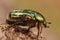 Lateral close up on the green metallic Rose Chafer, Cetonia aurata, sitting on a piece of wood