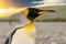 Lateral close-up of the head of a king penguin against a blurred background