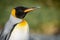 Lateral close-up of the head of a king penguin against a green background