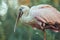 Lateral Close up of Portrait of Roseate Spoonbill