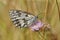 A lateral close up shot of a the marbled white, Melanargia galathea on a purple scabious flower in France