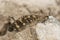 Lateral  closeup of Antlion, Indopalpares pardus