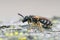 Lateral closeup on a giant furrow bee, Halictus quadricinctus sitting on wood