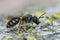 Lateral closeup on a giant furrow bee, Halictus quadricinctus sitting on wood