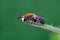 Lateral closeup of a hairy male common plasterer bee on a leaf