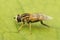 Lateral closeup on the large tiger hoverfly, Helophilus trivittatus, on a green leaf in the garden