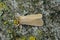 Lateral closeup of the pale brown common wainscot moth, Mythimna pallens.